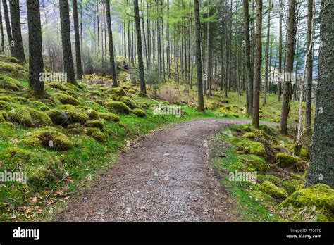 Great Britain Scotland Scottish Highlands Woods And Path Near