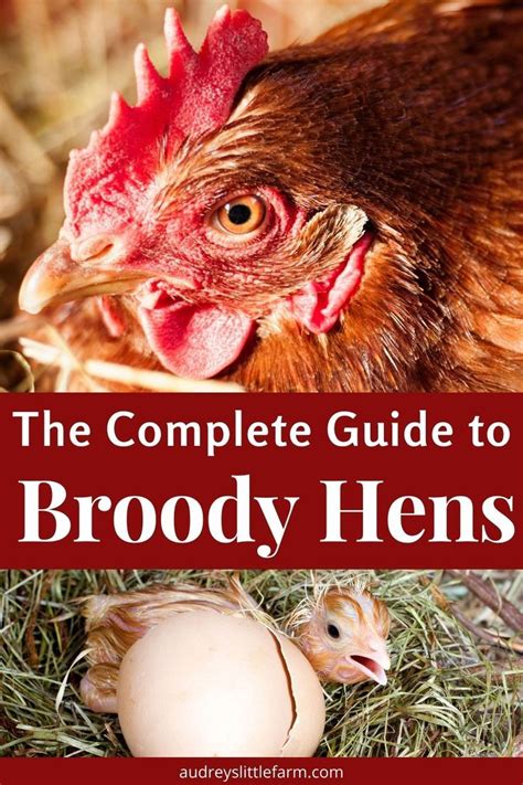 Your Complete Guide To Broody Hens Audrey S Little Farm Broody Raising Backyard Chickens