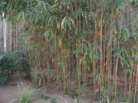 Arrow Bamboo Pseudosasa Japonica Bambu Batu