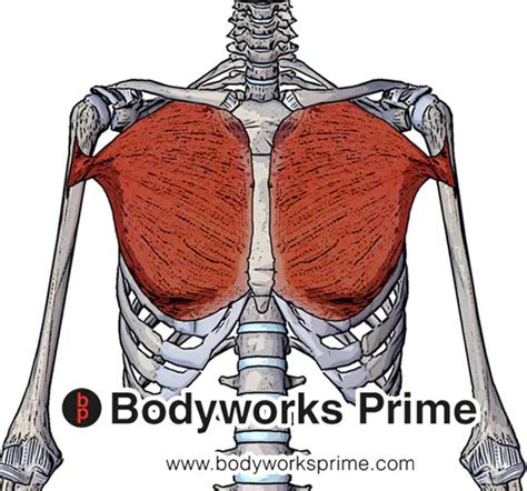 Pectoralis Major Muscle Flashcards Bodyworks Prime