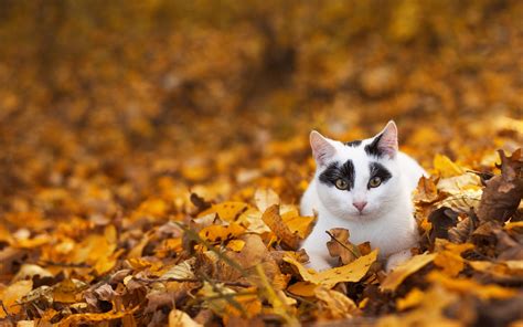 Animals Enjoying Autumn Season Photos Wallpapers