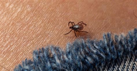 Warning As Deadly Tick Borne Virus Detected In Several