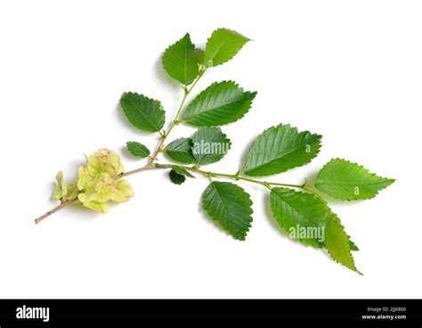 Wych Elm Ulmus Glabra Leaves And Seeds Isolated Stock Photo Alamy