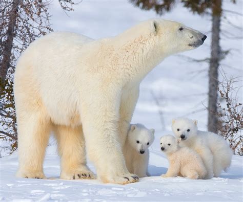 White Mountain Photography News International Polar Bear Day