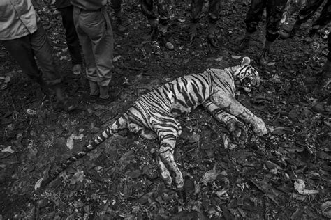 Boundaries Human Tiger Conflict World Press Photo