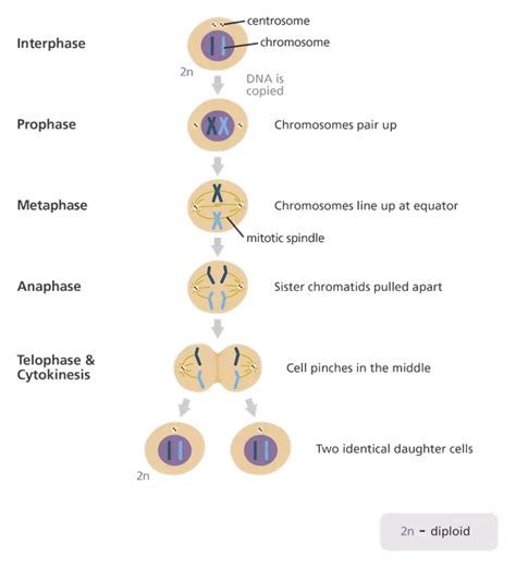 Compare And Contrast The Processes Of Mitosis And Meiosis The