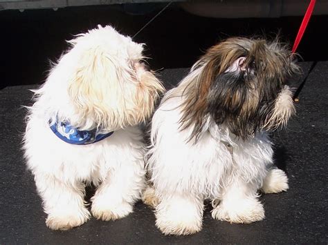 Please click these links to see the different types. Shih tzu breeders indiana | Dogs, breeds and everything about our best friends.