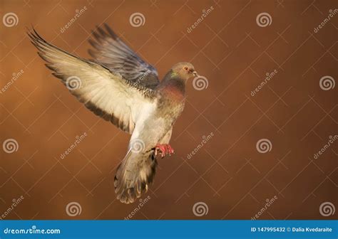Close Up Of A Feral Pigeon In Flight Stock Photo Image Of Animals