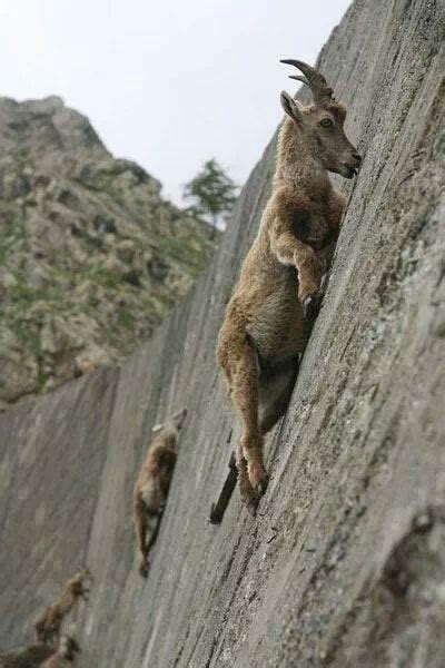 It Was Recently Discovered That The Secret To Mountain Goats Being Able