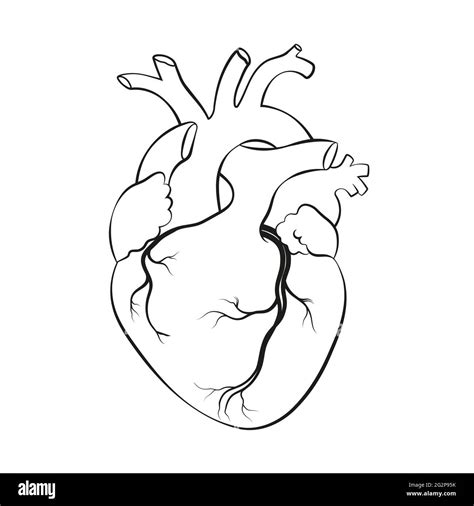 Human Heart Anatomical Realistic Line Art Vector Illustration Stock