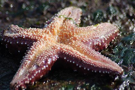 Purple Sea Star Pisaster Ochraceus Size Was About 10inche Flickr