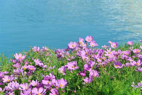Scenic View Of Pink Flowers Field By The Pond Stock Photo Image Of