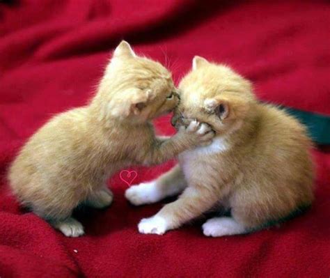 Kitten Kissing Cat Funny Animal Memes Funny Animal Pictures Cute