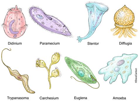 Protozoa Diversity Image Carlson Stock Art