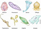 Protozoa Diversity Image | Carlson Stock Art