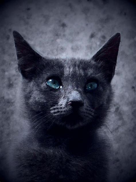 Mystical Cat Photograph By Donatella Muggianu Fine Art America