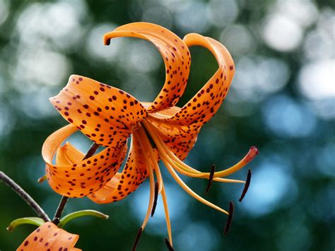 My Nature Photography Orange Tiger Lily