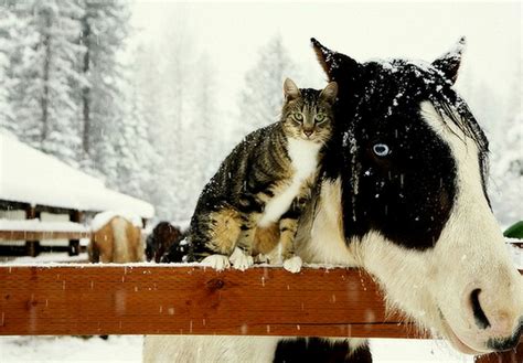 10 Adorable Pictures Of Cats And Horses Horse Nation