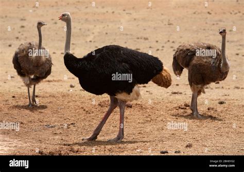 Ostrich Males And Females Stock Photo Alamy