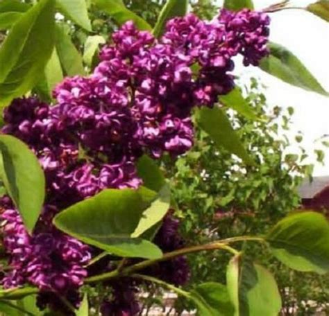 25 Dark Purple Lilac Seeds Tree Fragrant Hardy Perennial Etsy