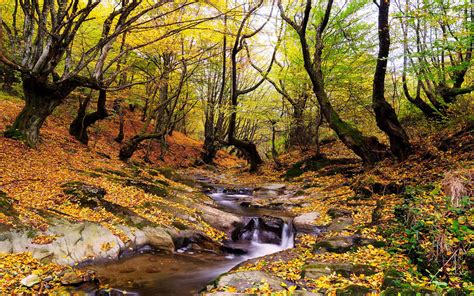 Wonderful Autumn Landscape Forest Trees Stream Fallen Leaves Yellow And