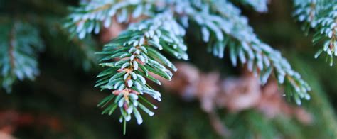 11 Types Of Coniferous Trees Commonly Grown Horticulture