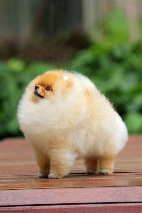 Adorable Pomeranian Pics Fluffy Dogs Cute Baby Animals Cute Dogs