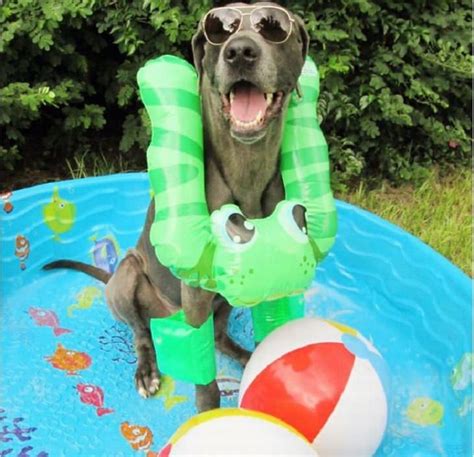 These Dogs Have The Best Smiles