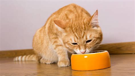 Mengandung protein yang tinggi ,vitamin serta mineral dalam setiap gigitan yang baik untuk kesehatan kucing anda. 8 Daftar Harga Makanan Kucing Berdasarkan Ukuran Serta ...