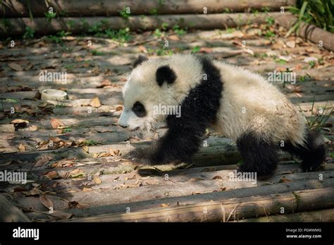 Giant Panda Bear In China Stock Photo Alamy