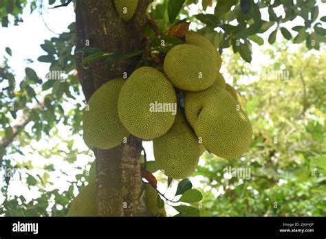 Raceme Of Jackfruit On Jack Tree In Vietnam Stock Photo Alamy