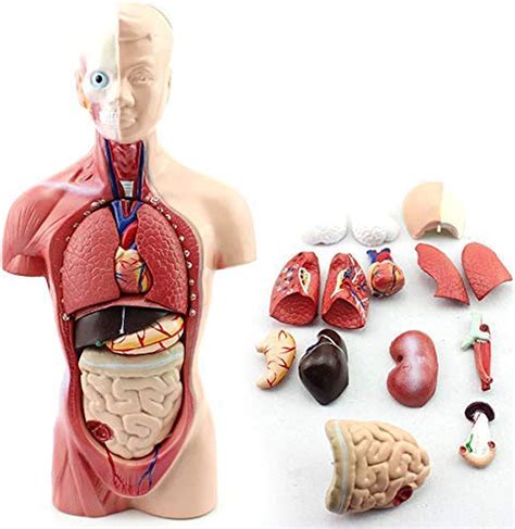 Human Body Organs Model Anatomy Human Unisex Torso Assembly Visceral