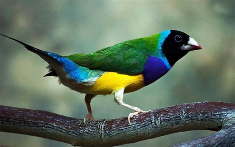 Most Beautiful Birds On The Planet Pre Tend Be Curious Travel