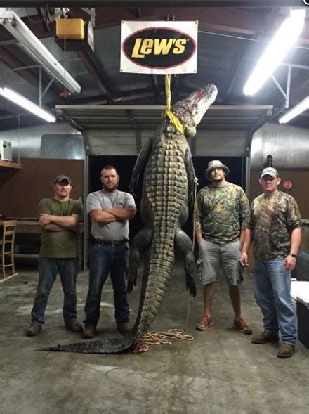Huge Alligator Killed In Southwest Arkansas Pics