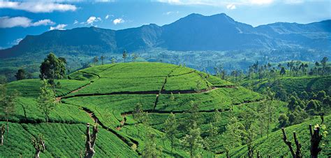 Luxury Holidays In Sri Lanka Tea Resort Ceylon Tea Trails