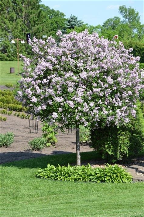 Decorative Small Trees For Landscaping