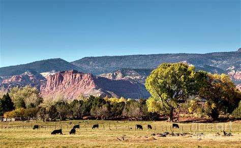 Farm With Cattle In Torrey Utah Photograph By Frank Bach Pixels