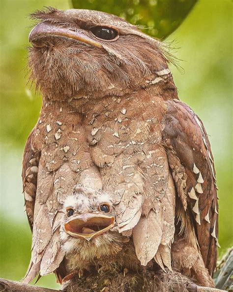 Many nightbirds are dependent on forest habitats. EARTH FOCUS on Instagram: "Smiling baby Large Frogmouth ...