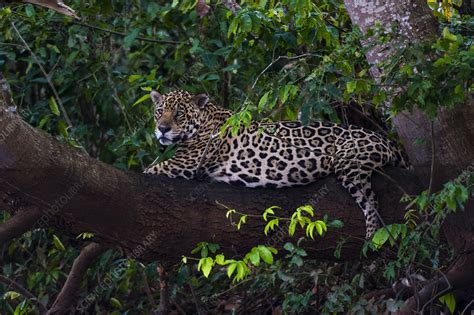 Jaguar Resting On A Tree Branch Stock Image C0544433 Science