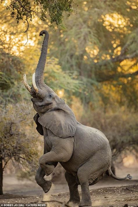 African Bull Elephant Photographed Stretching Canopy Heights Bull