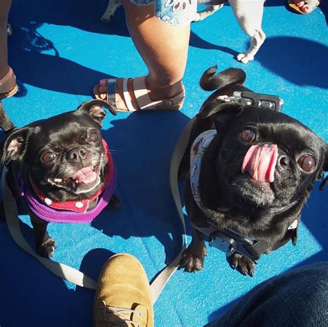So I Took My Two Dorks On A Canine Cruise Pugs
