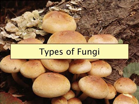 Ppt Fungi Powerpoint Presentation Free Download Id344736