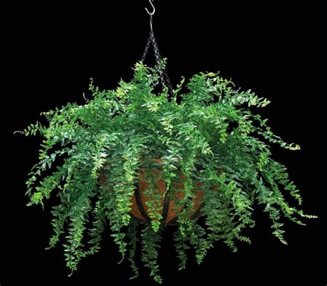 Hang this silk boston fern in your living room, or outdoors over your porch. Commercial Silk Int'l manufactures an entire line of ...