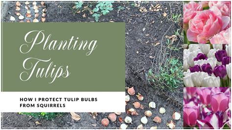Planting Tulipshow I Protect Tulip Bulbs From Squirrels Youtube