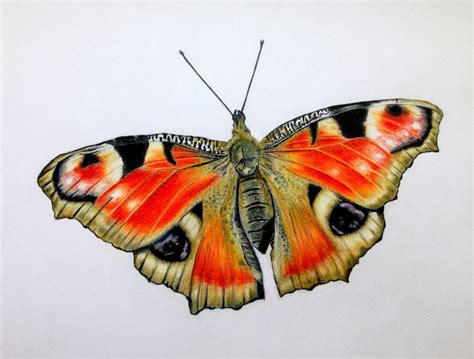 Pencil Drawing Of Butterfly At Getdrawings Free Download