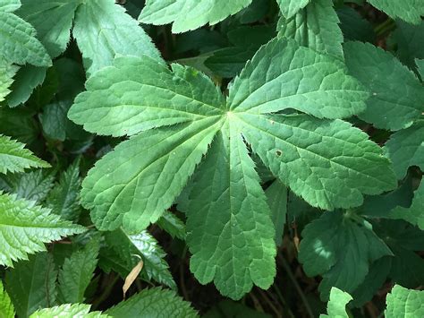 Choose your favorite lobed leaf designs and purchase them as wall art, home decor, phone cases, tote bags. identification - What is this pink flowered plant with 3 ...