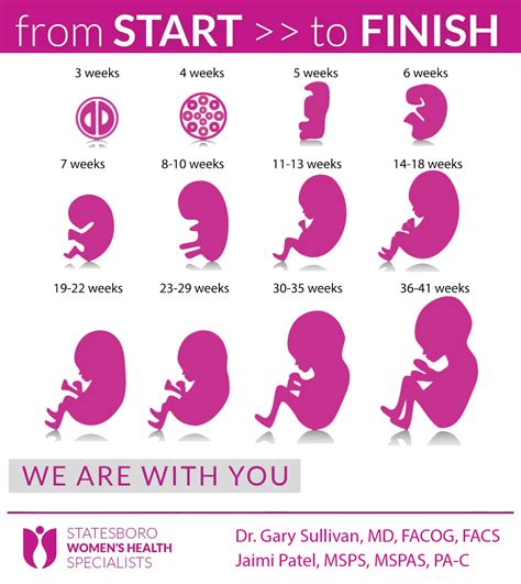 Stages Of Pregnancy Dr Gary Sullivan Obgyn Statesboro Womens Health Specialists