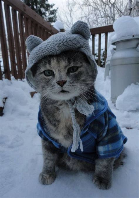 11 Cute Cold Weather Cats Loving The Snow Pictures Cattime Cute