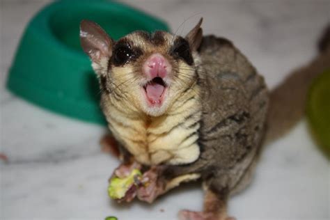 Cute And Crazy Sugar Gliders The Exotic Pet Playbook