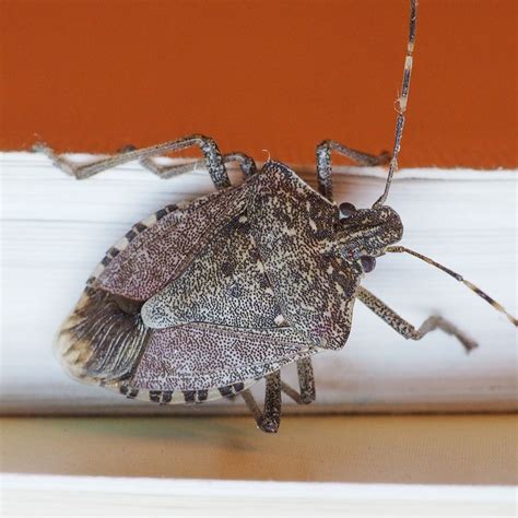 How To Get Rid Of Stink Bugs Without Squishing Them · Extermpro
